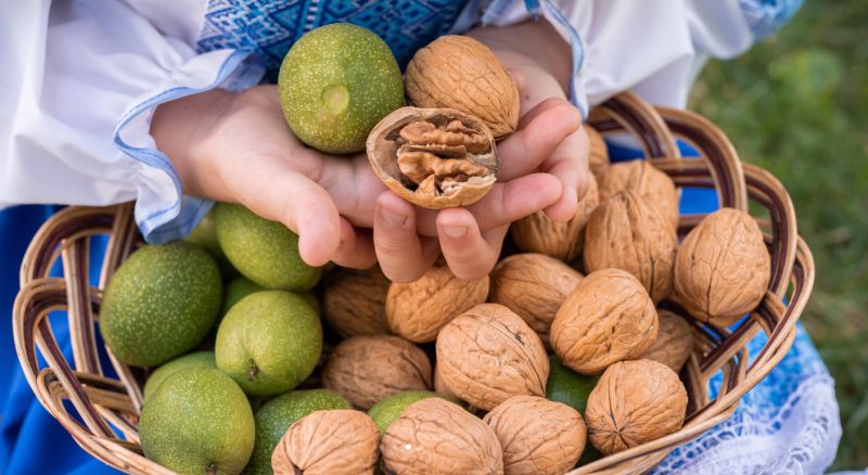 At MSK Aramex, every organic walnut we bring to your table is carefully and respectfully
